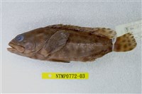 藏品(玳瑁石斑魚)的圖片